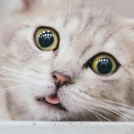 Котики