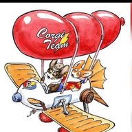 Corgi team | Команда помощи корги