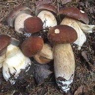 Грибы и рыбалка в Подмосковье