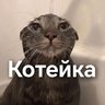 Котейка