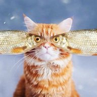 Дайте рыбов!