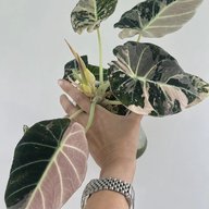 Алоказии и другие ароидные🪴