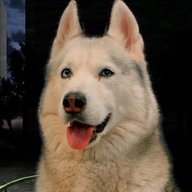 Хаски Бандит