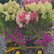 Садовый центр "Дом растений" г. Ижевск  (питомник gortenziya_house) 💚