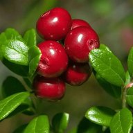 МАДОУ г. Мурманска №19