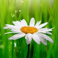 МКДОУ "Киреевский д/с "Ромашка"