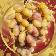 Кинельский виноград