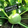 Капуста-горячие новости