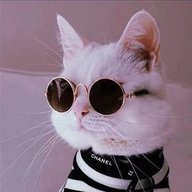 Кошки. Котики 🐈