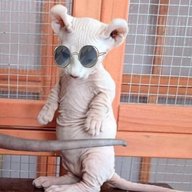 Живые животные природы и коты