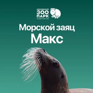 Морской заяц Макс