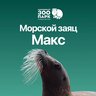 Морской заяц Макс