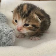 Мякичи | Котята и коты