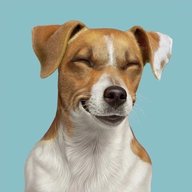 Джек Рассел Терьер / Собаки / Щенки