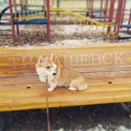 Тимашевск Новости