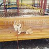 Тимашевск Новости
