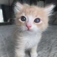 Милые котики | Котята милые кошки пушистые мордочки мурлыки смешные моменты видео котов фото котят добрые глаза лапки в сердце кошки улыбаются британская кошка шотландская вислоухая мейн-кун