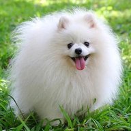 Собаки. Собачки 🐶