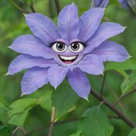 Всё про клематисы🌸