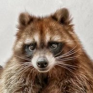 Енот Торнадо | Энциклопедия животного Мира