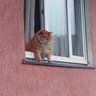 то сё мусё