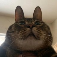 Котячий Бунт 🐾 Котики