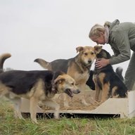 Дружный дом с хвостом 🏡🐕