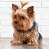 Йоркширский терьер