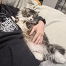 Жизнь кота без лап