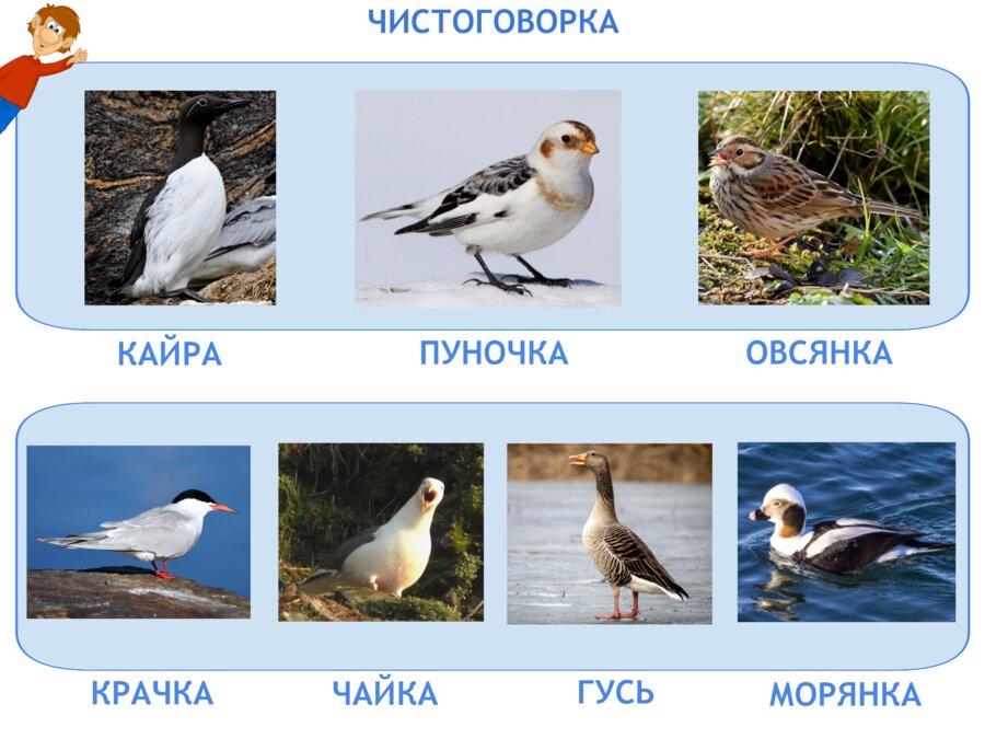 Местная фауна