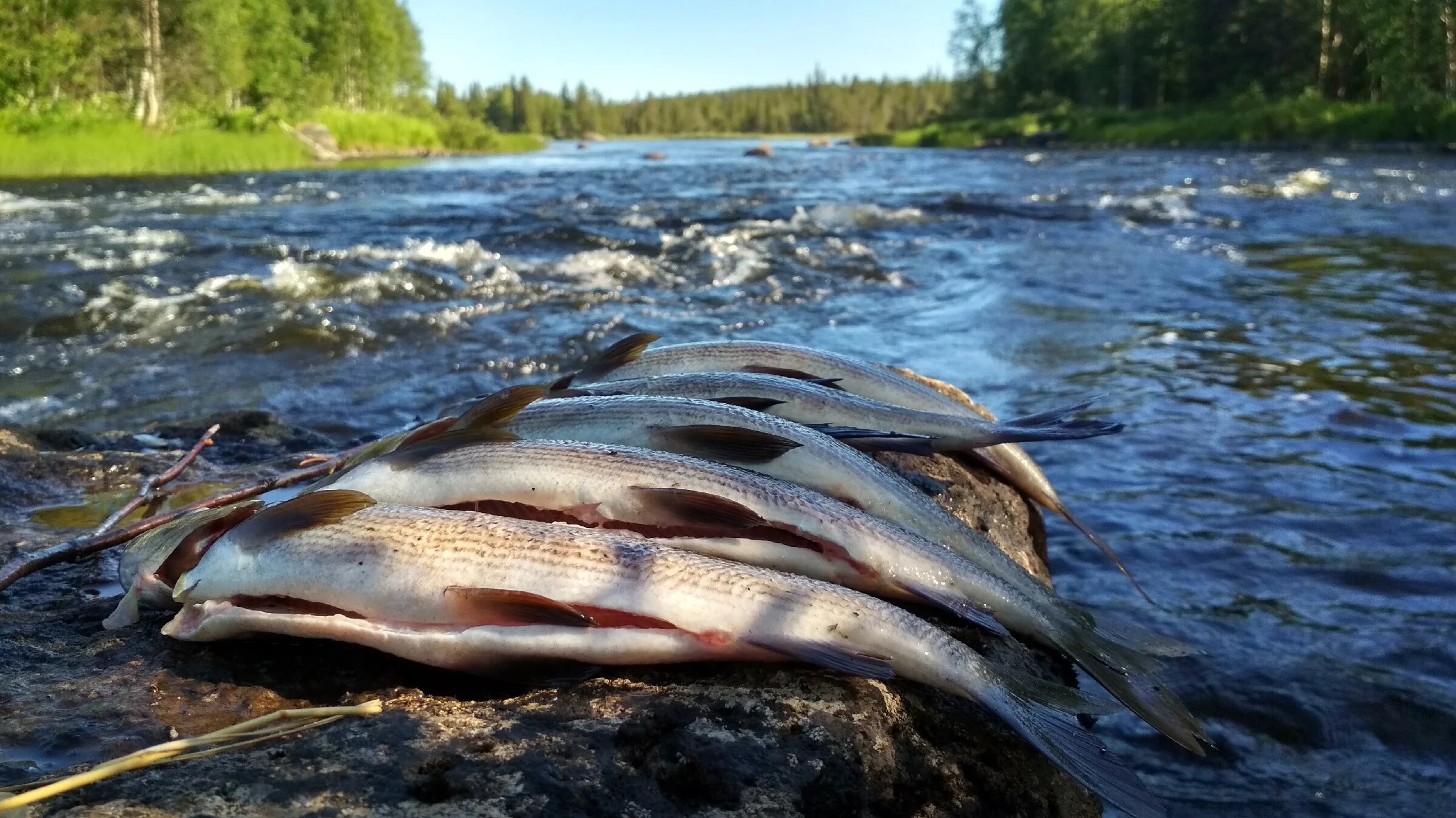 Река Шуя