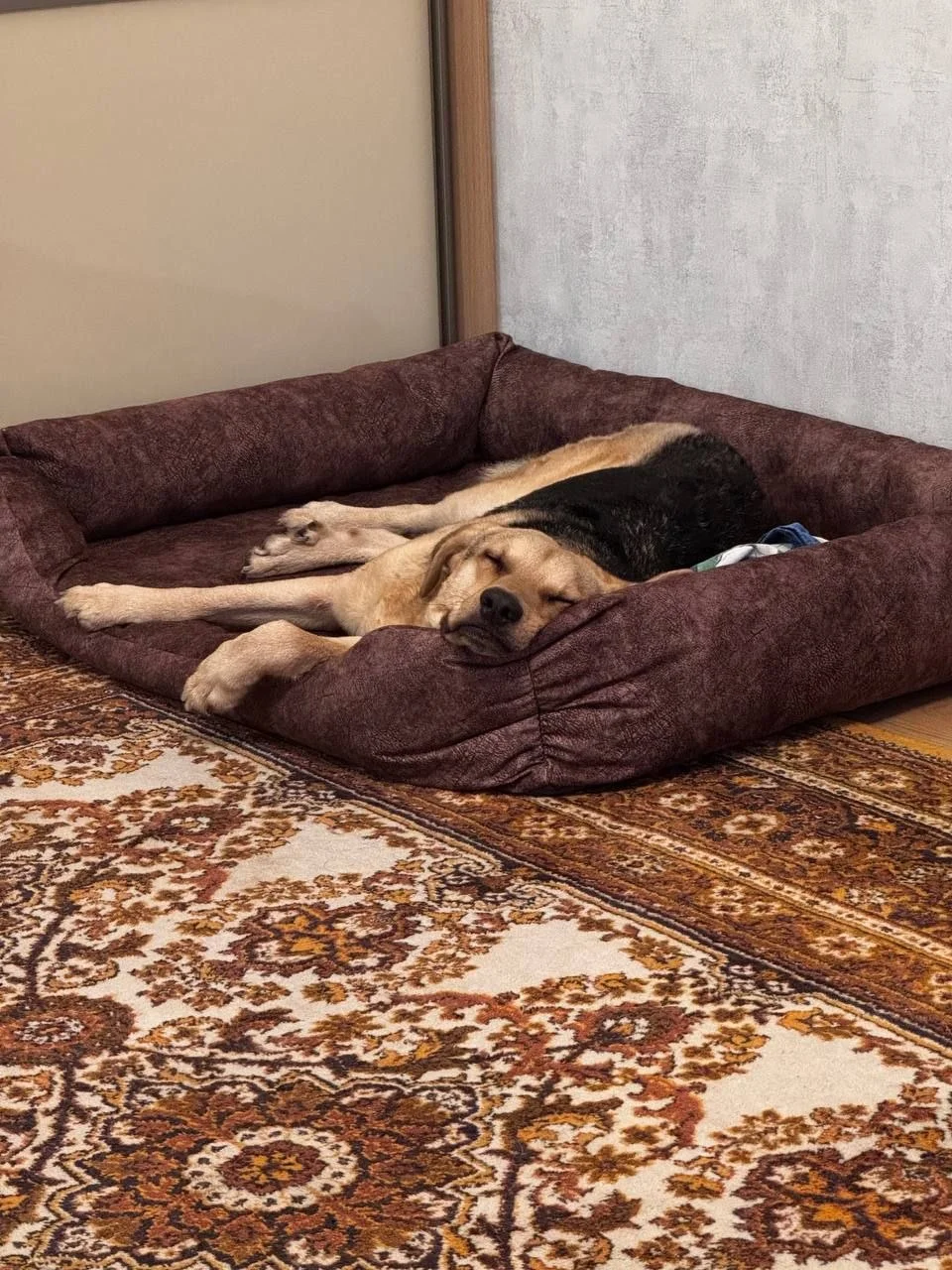Арни дома: история одного чуда, в которое мы верили всем сердцем 🐾❤️