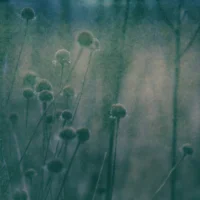 A Pale Shelter
