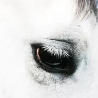 Horse Heaven