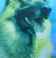 Dear Wolf