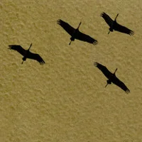 Журавли (Cranes)