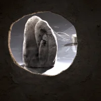 A Biology Of Shadows