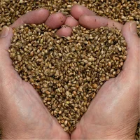 The Seed EP