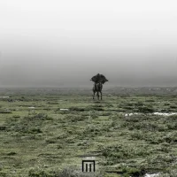 Figure In Field
