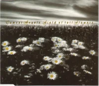Field Of Tall Flowers