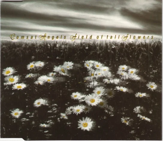 Field Of Tall Flowers