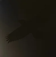 Odin's Raven Magic