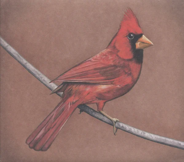 Old Crows / Young Cardinals
