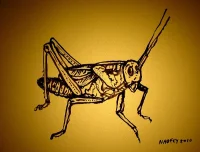 Insects