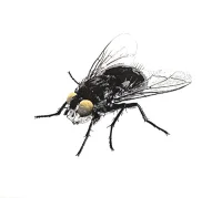 Kärpänen