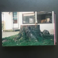 A Tree Stump Named Desire