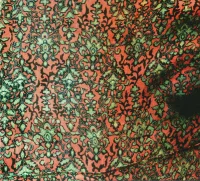 Fly Or Die Live