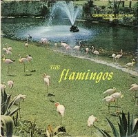 Flamingos