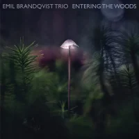 Entering The Woods