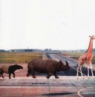Safari